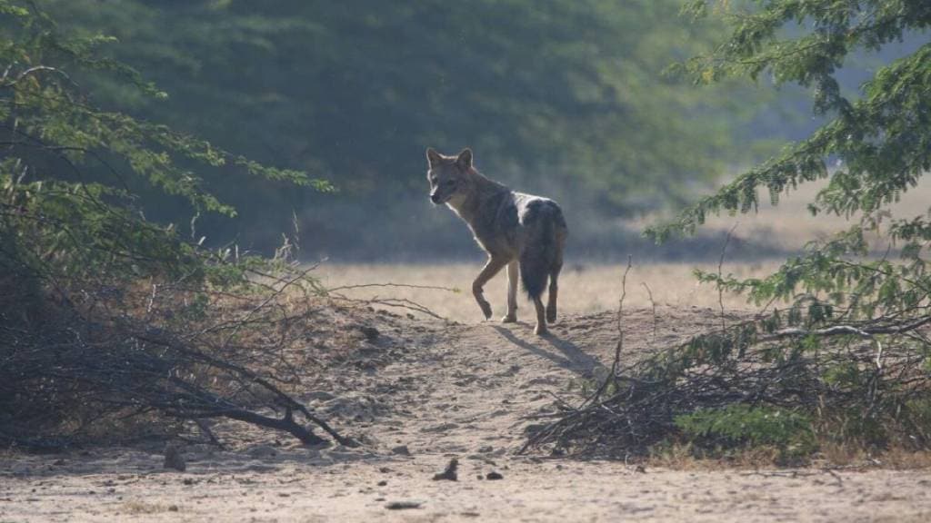 A golden fox that has survived the hustle and bustle of Mumbai