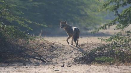 A golden fox that has survived the hustle and bustle of Mumbai
