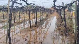 Unseasonal rains lashed many parts of Nashik district destroying crops