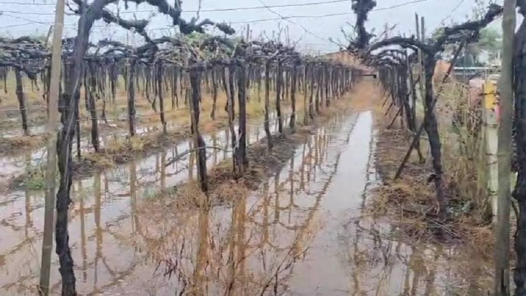 Unseasonal rains lashed many parts of Nashik district destroying crops Unseasonal rains lashed many parts of Nashik district destroying crops