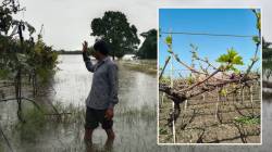 द्राक्ष उत्पादनात यंदा मोठी घट होण्याची भीती; अतिवृष्टीमुळे फळधारणेवर परिणाम