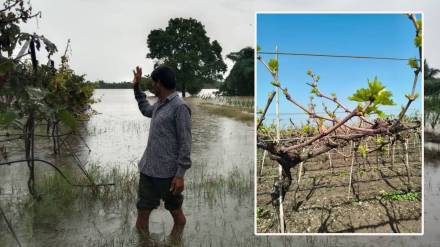 grape shortage Maharashtra