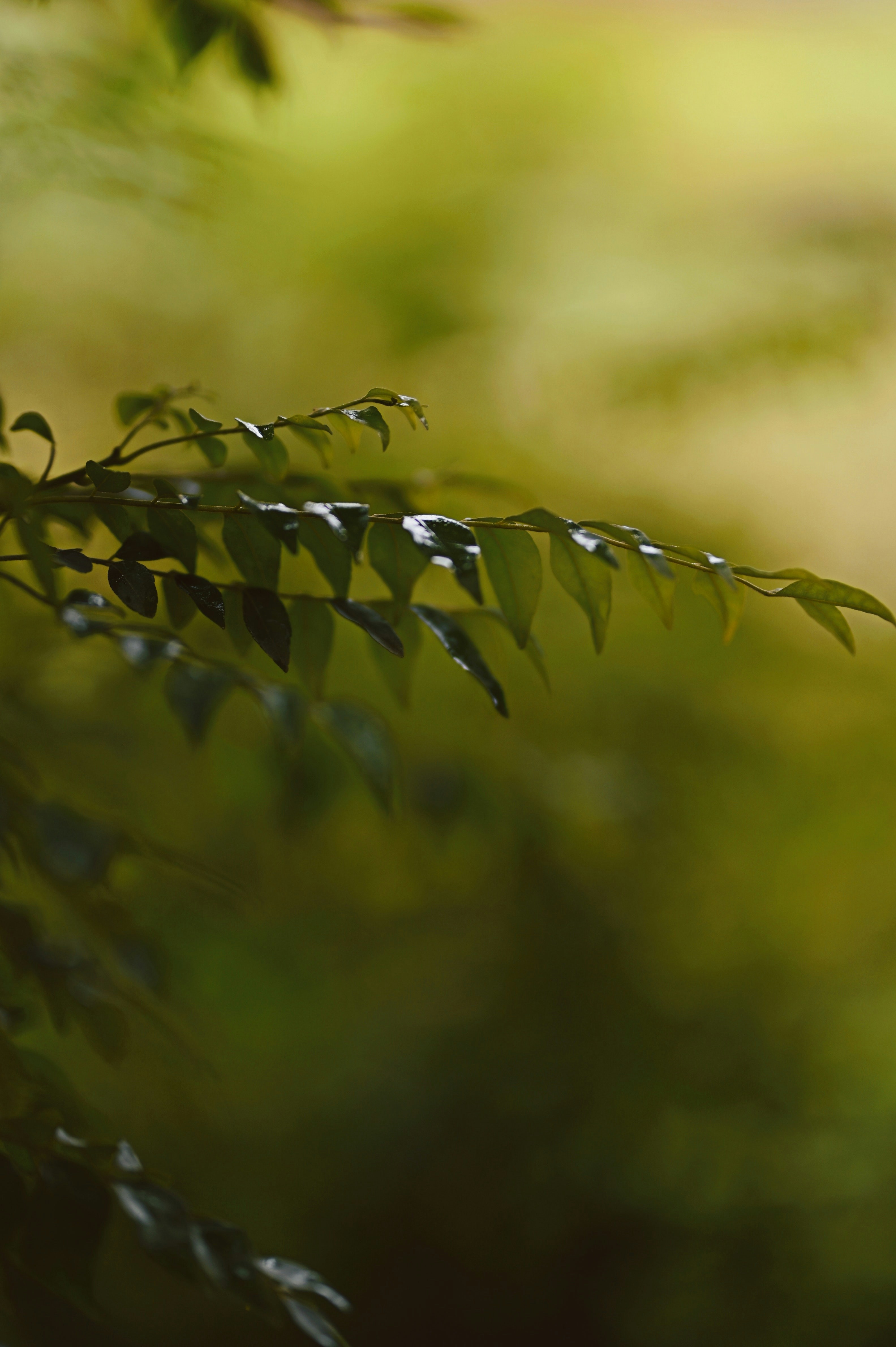 Curry leaves health benefits