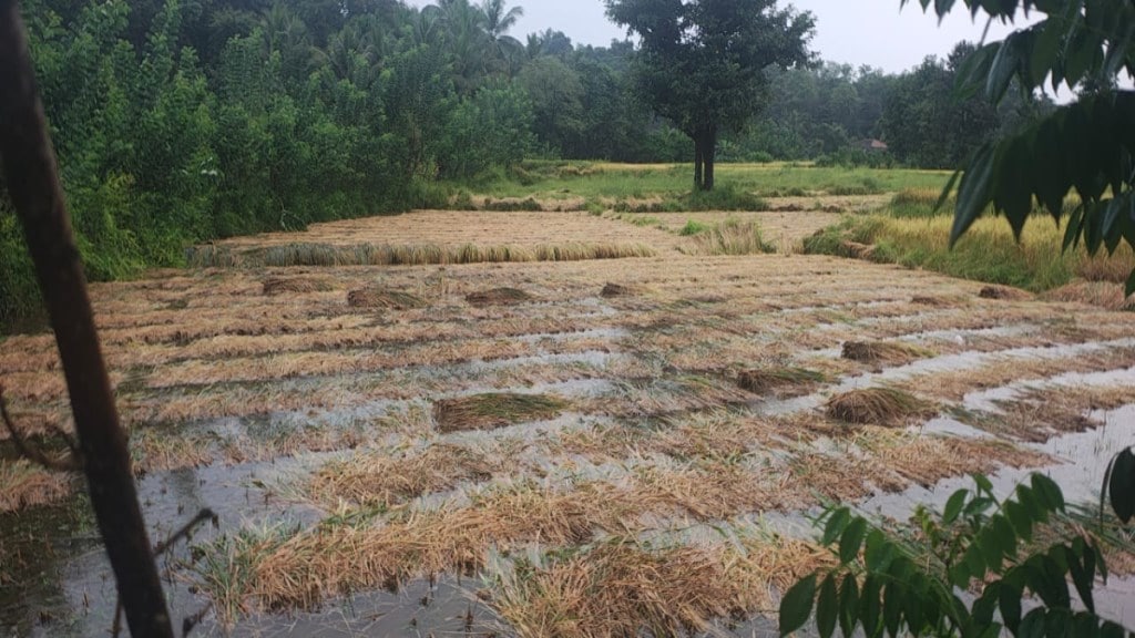 heavy rain damages paddy crop in konkan sindhudurg