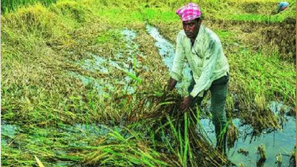 Marathwada farmers still await flood relief due to e kyc and agri stack mismatch Marathwada farmers still await flood relief due to e kyc and agri stack mismatch