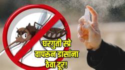 घरगुती स्प्रे वापरून कानाजवळ गुणगुणणाऱ्या डासांना ठेवा दूर; तयार करा ‘असे’ २ स्प्रे