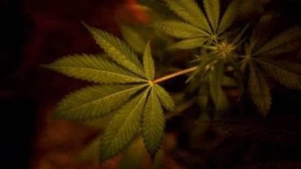 Thai hydro cannabis seller arrested in Kharghar Thai hydro cannabis seller arrested in Kharghar