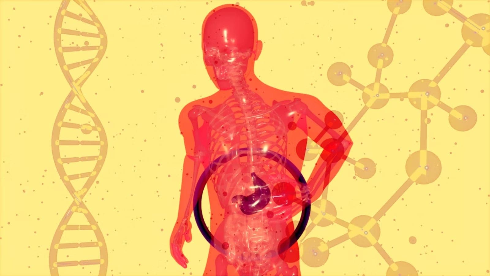 digestion