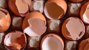 uses of eggshells