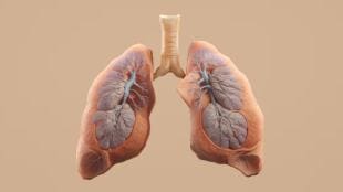lungs