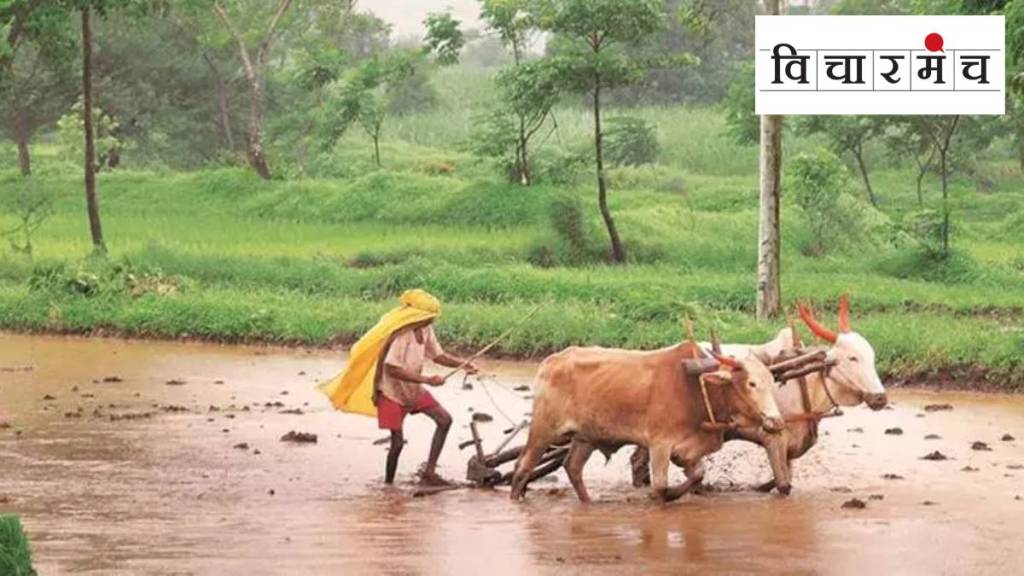farmers struggles against heavy rain