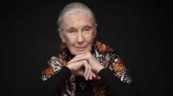 Jane Goodall Death : प्राण्यांकडे पाहण्याचा जगाचा दृष्टिकोन बदलणारी शांतीदूत!