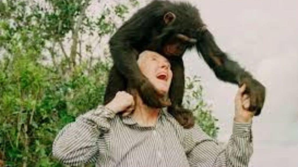 loksatta edirorial jane goodall legacy tribute environmentalist chimpanzee researcher contribution animal rights