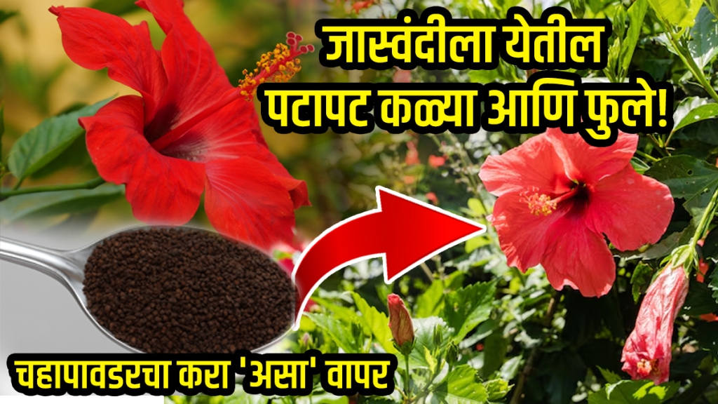 Jaswand flower growing khat how to grow Jaswand hibiscus flower chaipowder fertilizer at home