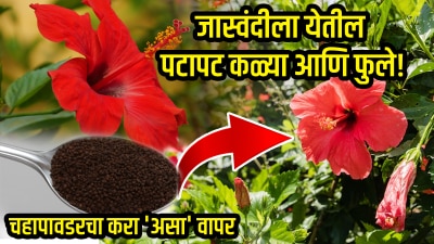 जास्वंदीला येतील पटापट कळ्या आणि फुले! चहापावडरचा करा ‘असा’ वापर, शून्य रुपयाचा जुगाड…