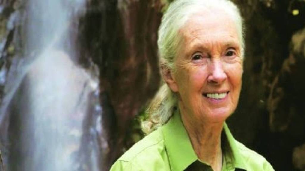 Veteran wildlife researcher Dr Jane Goodall passes away