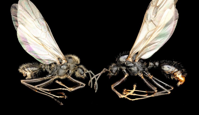 ant-evolution