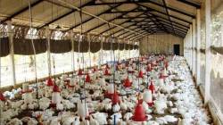 पुण्यातील साथ ‘कोलिफार्म’मुळे! महापालिकेच्या तपासणीत धक्कादायक निष्कर्ष