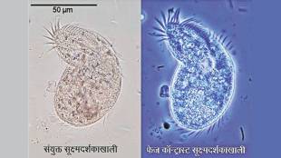 functions of cell organelles