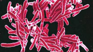 Loksatta kutuhal First record of tuberculosis in India Infectious diseases