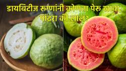 पांढरा पेरू की लाल पेरू? डायबिटीज रूग्णांसाठी कोणता पेरू फायदेशीर? वाचा, तज्ज्ञ काय सांगतात?