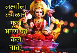 Diwali 2025: लक्ष्मीला कमळ अर्पण करण्याचे ३ फायदे, काय आहेत कमळ आणि लक्ष्मीशी संबंधित कथा…