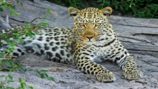leopard attack Shirur, Pimparkhed leopard incident, child attacked by leopard, leopard attacks Maharashtra, wildlife safety measures, leopard-human conflict, recent leopard attacks India, forest department action,