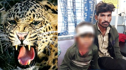 बापच तो… बिबट्याच्या तावडीतून सहा वर्षाच्या मुलाला वाचविले ! बापच तो… बिबट्याच्या तावडीतून सहा वर्षाच्या मुलाला वाचविले !