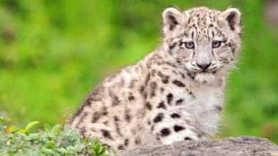 forest department team is searching for the aggressive leopard cub