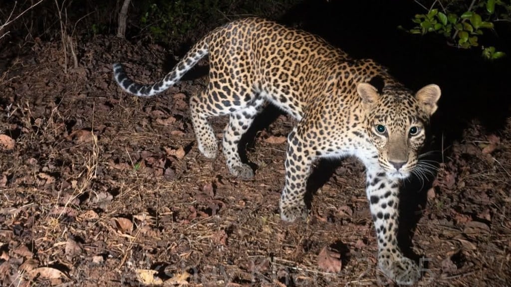 leopard terror in navegaon forest region gondiya