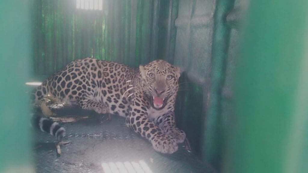 Akole Devthan Three Leopards Captured Villagers Protest Forest Dept Attack Death
