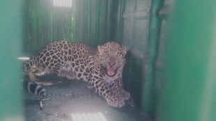 leopard trapped near radhakrishna vikhe office rahata ahilyanagar