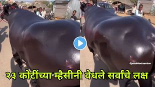 Anmol the ₹23-crore buffalo that turned heads at Pushkar Fair!