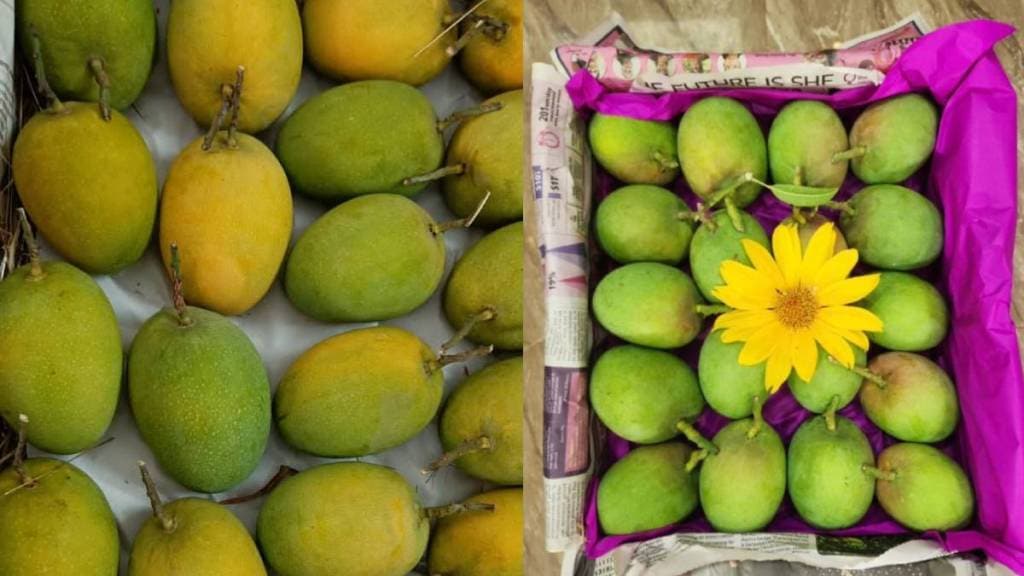 Konkan Hapus mangoes