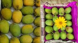 हापूस हंगाम महिनाभर लांबला? वाचा, नेमकं कारण काय, मोहोर कधी येणार….