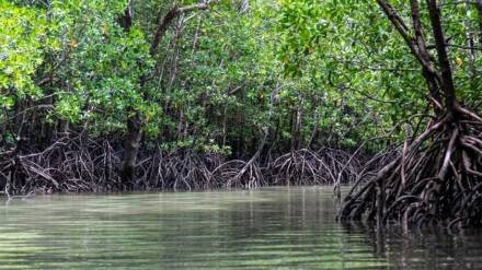 271 weeks of cleanliness campaign to save the mangrove forest