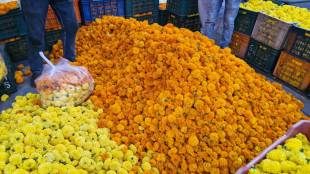 marigold flowers APMC market