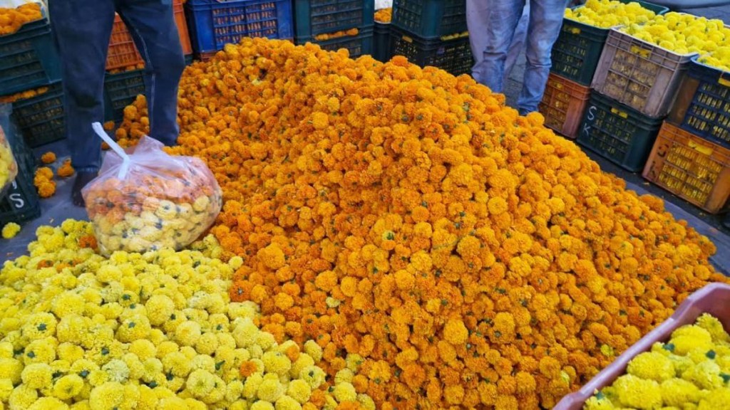 The price of marigold in the retail market is just Rs 25 to 30 per kg The price of marigold in the retail market is just Rs 25 to 30 per kg