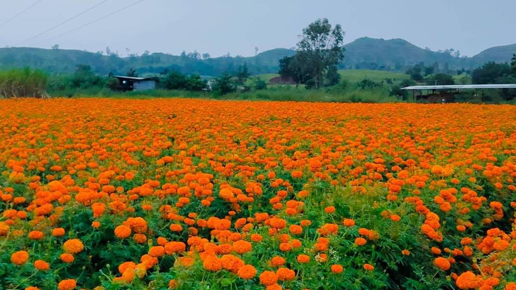 flower farming price crisis
