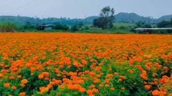 झेंडू उत्पादन आणि बाजारही घसरला !,अतिवृष्टीचा परिणाम; उत्पादक रडकुंडीला