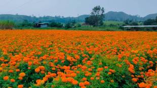 flower farming price crisis