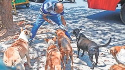 पुण्यात ‘मायक्रोचिप’द्वारे भटक्या श्वानांवर नियंत्रण