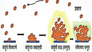 biofilm formation, microbial communities, biofilm health effects, nanotechnology in biofilms, bioremediation microbes,