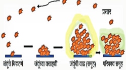 बायोफिल्म : सूक्ष्म जीवांचा समुदाय