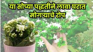Mogra plant in a pot with blooming flowers