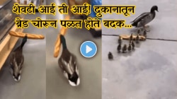शेवटी आई ती आई! दुकानातून ब्रेड चोरून पळत होते बदक! दुकानदाराने पाठलाग केल्यावर दिसले हृदय पिळवटून टाकणारे दृश्य, Video Viral