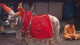 bull owners on WhatsApp