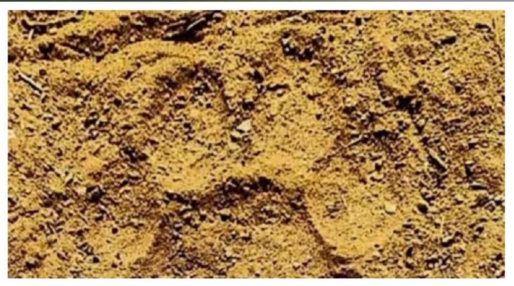 Ratnagiri Chiplun Shirgaon Talsar village area tiger paw prints
