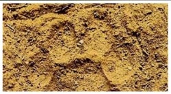 शिरगाव तळसर गाव परिसर पुन्हा वाघाच्या डरकाळ्यांनी दणाणला; पंजाचे ठसे ही मिळाल्याने भितिचे वातावरण  