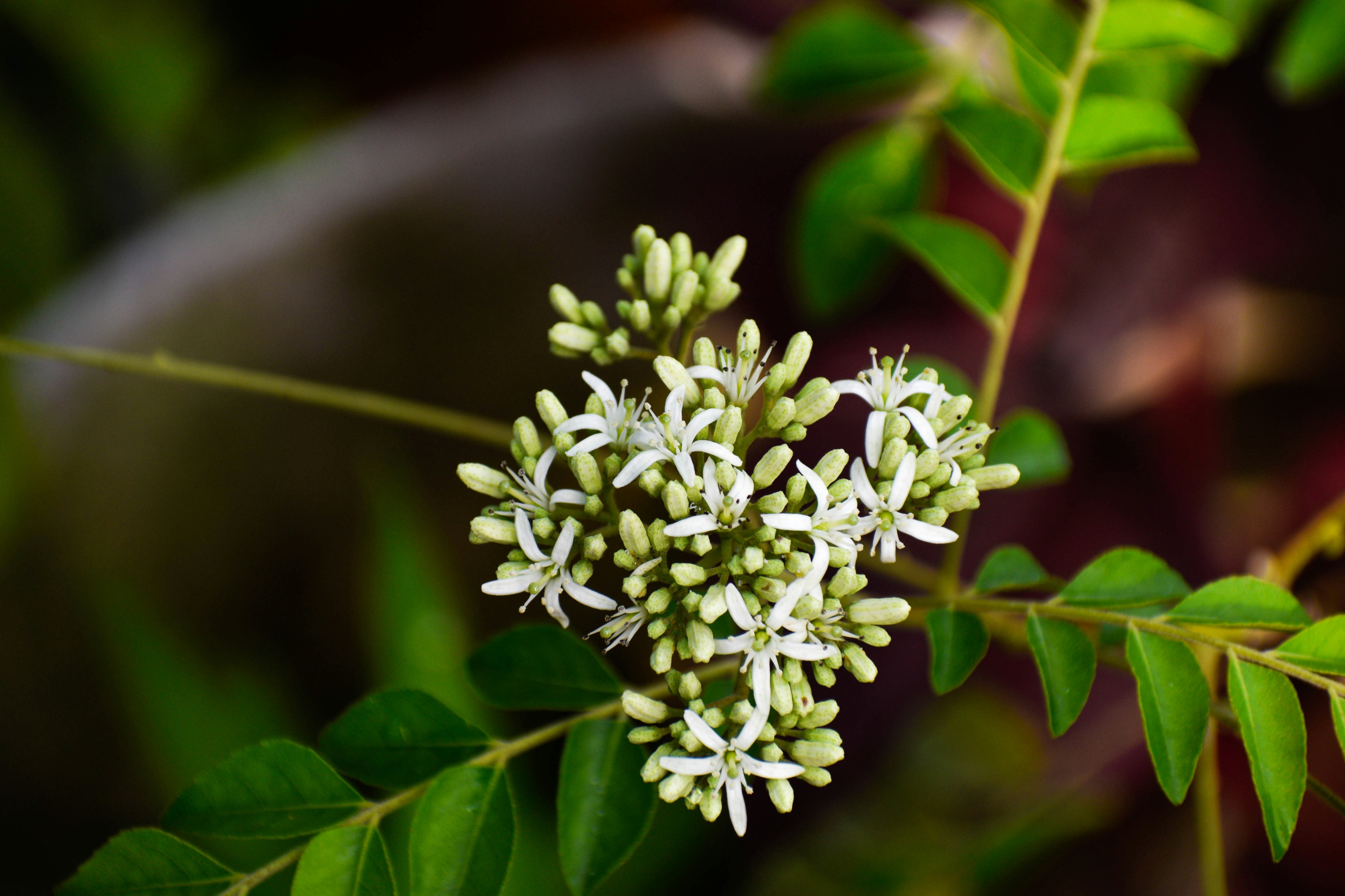 Curry leaves health benefits